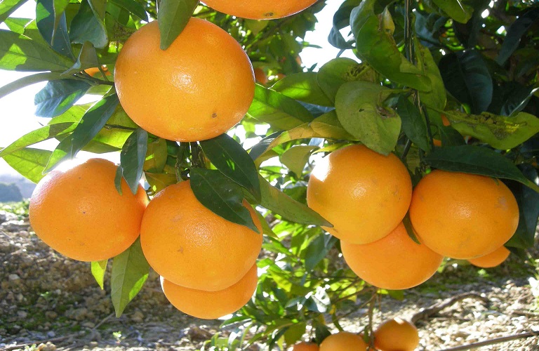 Τι ισχύει για τη Συνδεδεμένη Ενίσχυση στα χυμοποιήσιμα πορτοκάλια  