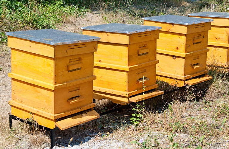 Πληρωμή για τις Δράσεις της Μελισσοκομίας στην Π.Ε Αιτωλοακαρνανίας