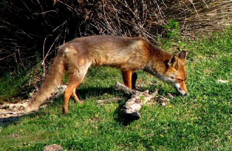 Εμβολιασμός των κόκκινων αλεπούδων στην Αιτωλοακαρνανία