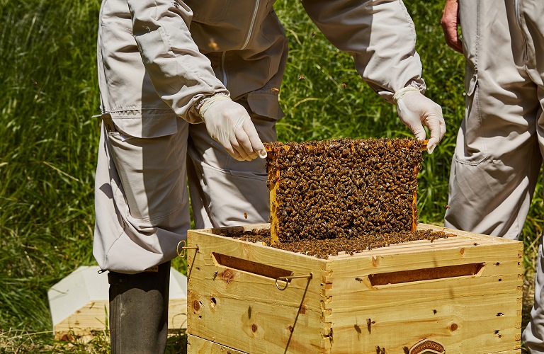 Αντικατάσταση κυψελών & Οικονομική στήριξη νομαδικής μελισσοκομίας: Οδηγίες συμμετοχής για το 2019