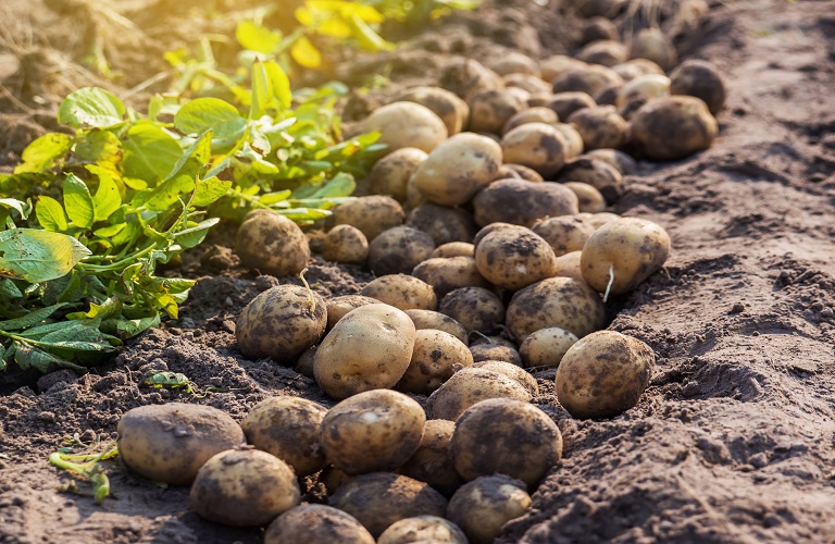 Γεωργικές προειδοποιήσεις για την καλλιέργεια της πατάτας