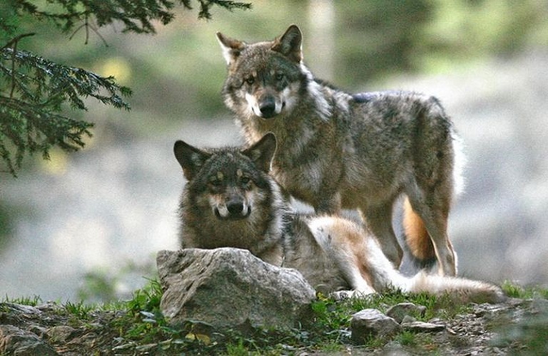Ευρωπαϊκή λύση για τους λύκους και τις ζημιές από άλλα προστατευόμενα ζώα