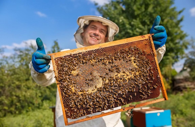 Αντικατάσταση Κυψελών και Νομαδική μελισσοκομία: Αιτήσεις συμμετοχής