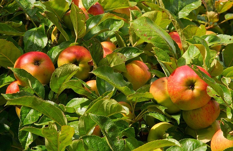 Γεωργικές προειδοποιήσεις για την καλλιέργεια μηλιάς