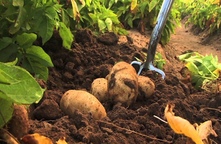 Καλλιέργεια πατάτας: αντιμετώπιση ασθενειών