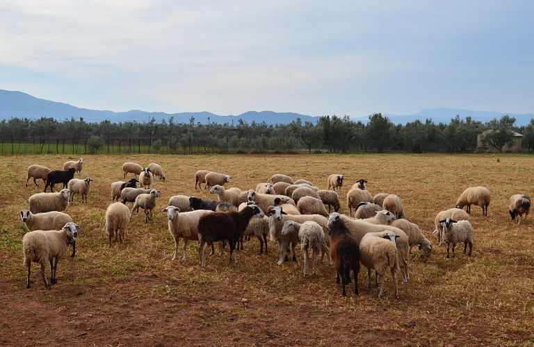 Νέες Πληρωμές για τις δράσεις Βιολογικής Κτηνοτροφίας 2012 & Σπάνιων Φυλών