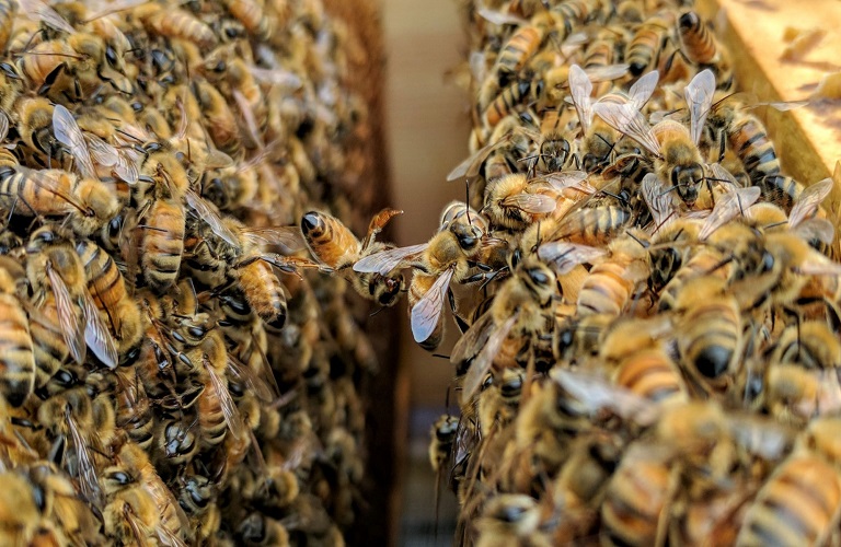 Αιτήσεις για τα προγράμματα μελισσοκομίας 2019