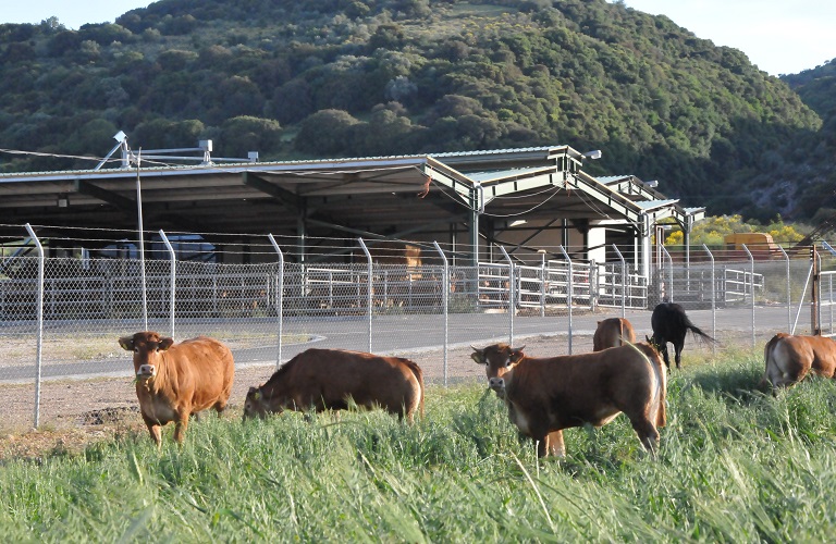 Νομιμοποίηση κτηνοτροφικών εγκαταστάσεων: παράταση μέχρι 30 Ιουνίου 2019