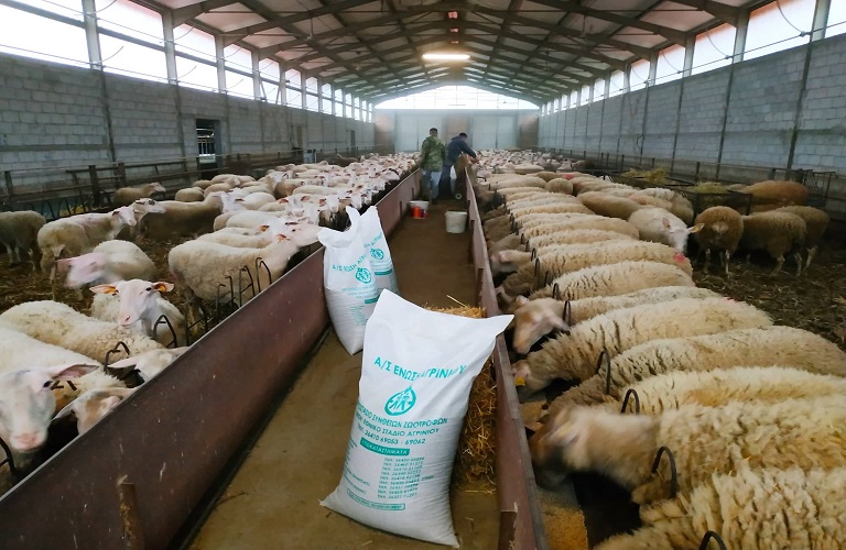 Αιγοπρόβατα και η σωστή διατροφή τους