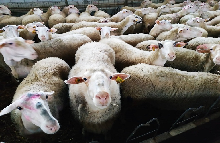 Αιτωλοακαρνανία: Συνεχίζονται οι πληρωμές βιολογικής κτηνοτροφίας