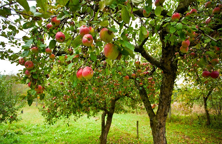 Γεωργικές προειδοποιήσεις για τη μηλιά