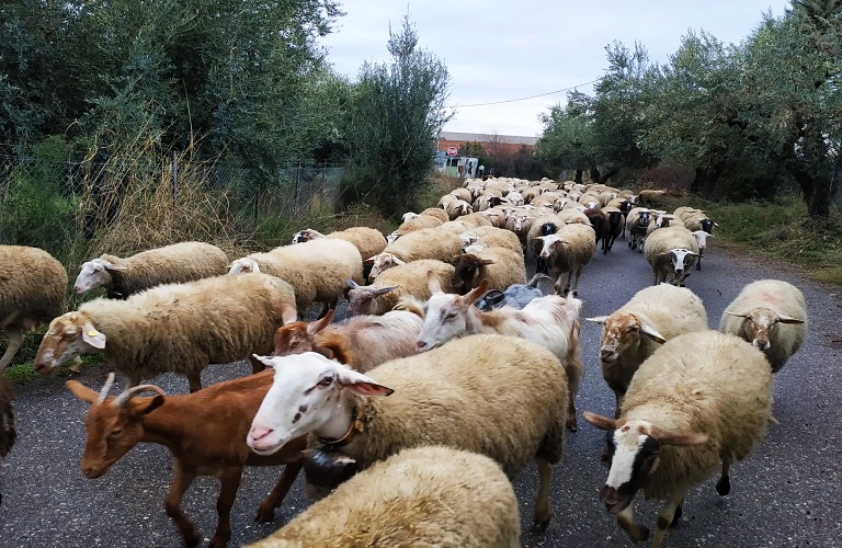Δεν θα χάνουν την επιδότηση οι κτηνοτρόφοι σε περιπτώσεις ανωτέρας βίας