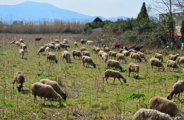 Αιτωλοακαρνανία: Πληρωμές Βιολογικής Κτηνοτροφίας