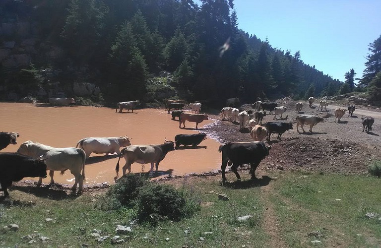 Αναγνώριση γεγονότων ανωτέρας βίας σε βοοειδή και αιγοπρόβατα